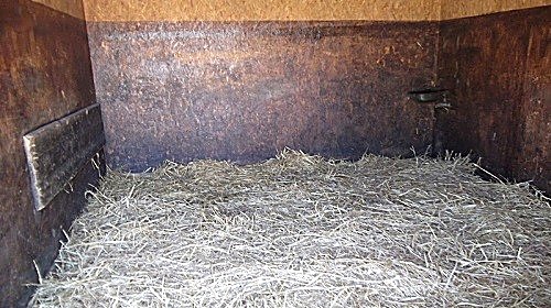 Box de poulinage avec caméra pour surveiller une jument