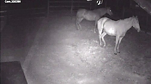 Caméra de surveillance nocturne installée dans une écurie