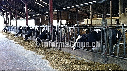 Vaches surveillées à l'auge par caméra
