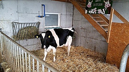 Caméra de vêlage installée dans une étable avec bétail