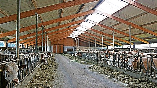 Étable équipée d'un système de vidéosurveillance agricole